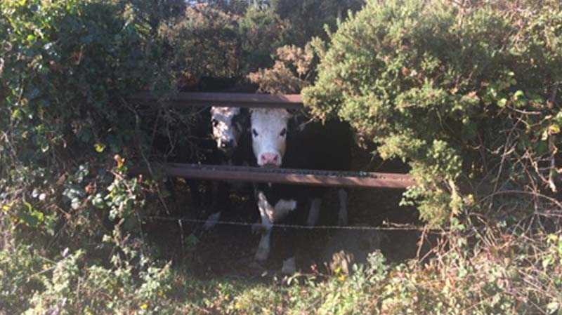 Cows & Rail Track